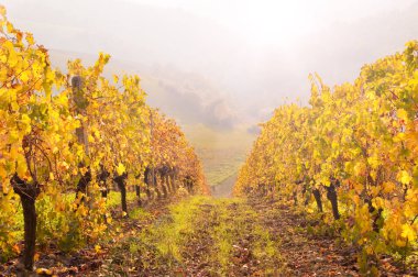 Güz bağ görünümü 