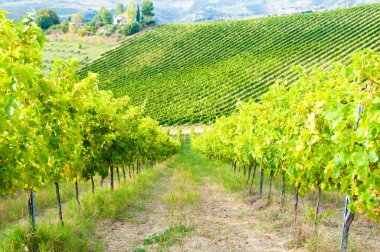 Üzüm bağları manzarası, kırsal alan
