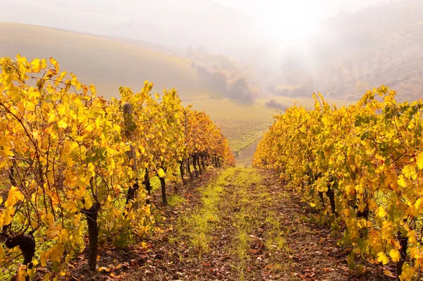 stock image view of vineyard in fall 