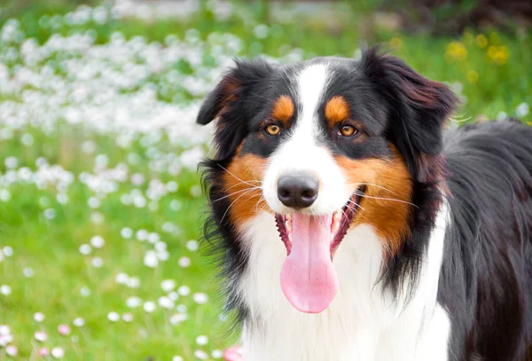 Portrait Cute Dog Outdoor — Zdjęcie stockowe