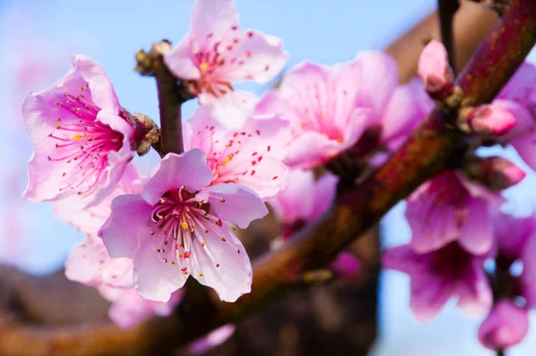 Beautiful Pink Flowers Fruit Tree Garden — Foto Stock