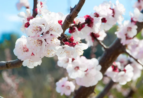 Bela Flor Cereja Primavera — Fotografia de Stock