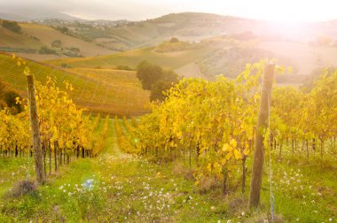 Sonbaharda üzüm bağlarının manzarası 