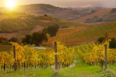 Sonbaharda üzüm bağlarının manzarası 