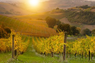 Sonbaharda üzüm bağlarının manzarası 