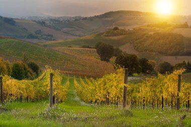 Üzüm bağları manzarası, kırsal alan