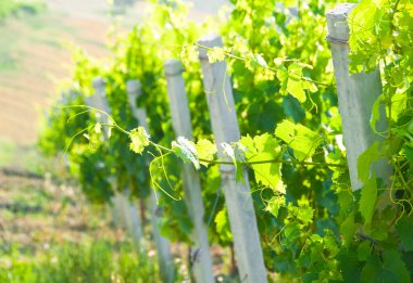 Kırsaldaki üzüm bağları