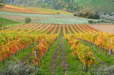Sonbaharda üzüm bağlarının manzarası 