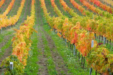 Kırsaldaki üzüm bağları