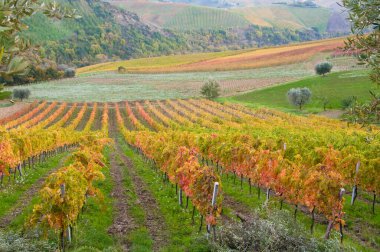 Kırsaldaki üzüm bağları