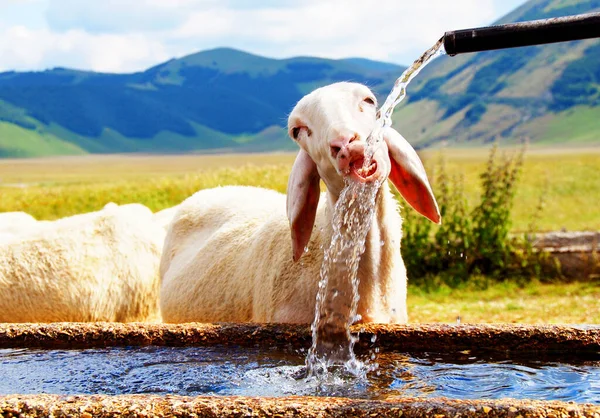 Kecske Ivóvíz Gazdaságban — Stock Fotó