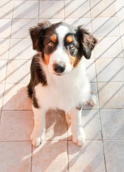 Portrait Gros Plan Beau Chien Berger Australien — Photo