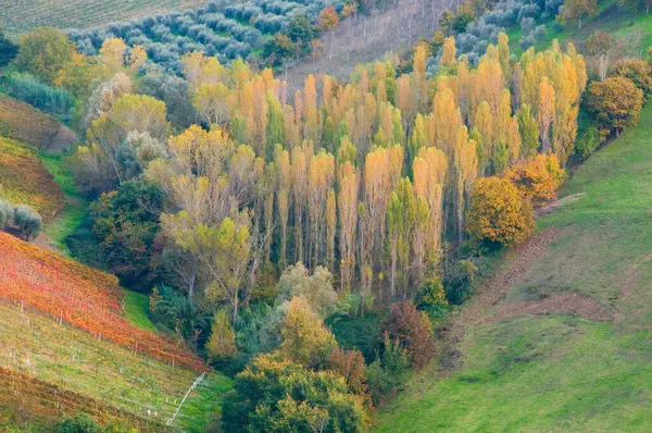 Beautiful Autumn Landscape Trees Lawns —  Fotos de Stock