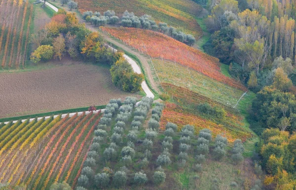 View Vineyards Fall —  Fotos de Stock