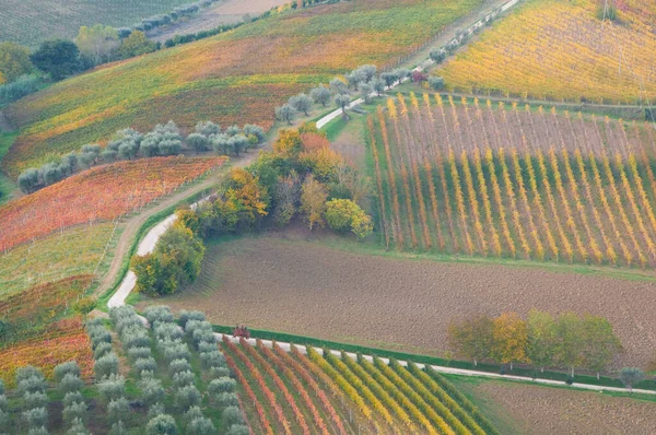 Uitzicht Wijngaarden Herfst — Stockfoto