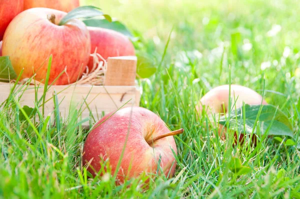 Pommes Rouges Dans Jardin — Photo