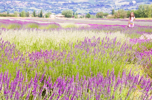 Provence Fransa Daki Güzel Lavanta Tarlası — Stok fotoğraf