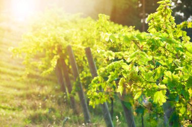 Kırsaldaki üzüm bağları