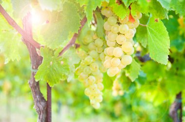 Üzüm bağında üzümler