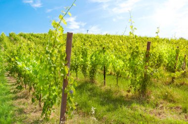 Üzüm bağı manzarası, kırsal alan