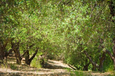 Ormanda yeşil ağaçlar