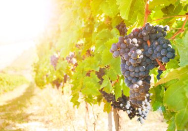 Bağda kırmızı şarap üzüm