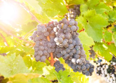 Bağda kırmızı şarap üzüm