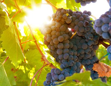 Asma üzümlü kırmızı şarap