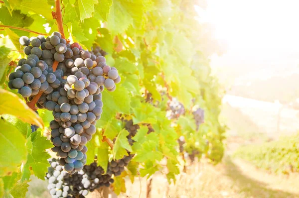 Red Wine Grapes Vineyard Autumn Season — Stock fotografie