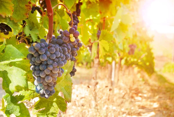 Red Wine Grapes Vineyard — Stock Photo, Image