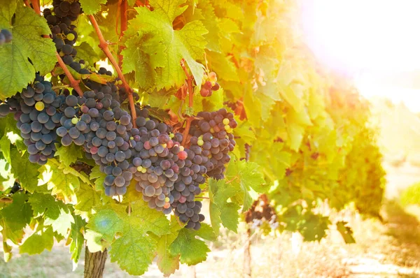 Raisins Vin Rouge Dans Vignoble — Photo