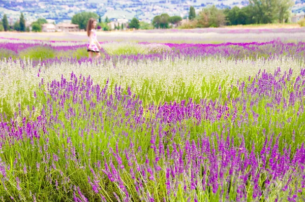 Красивое Лавандовое Поле Фиолетовыми Цветами — стоковое фото