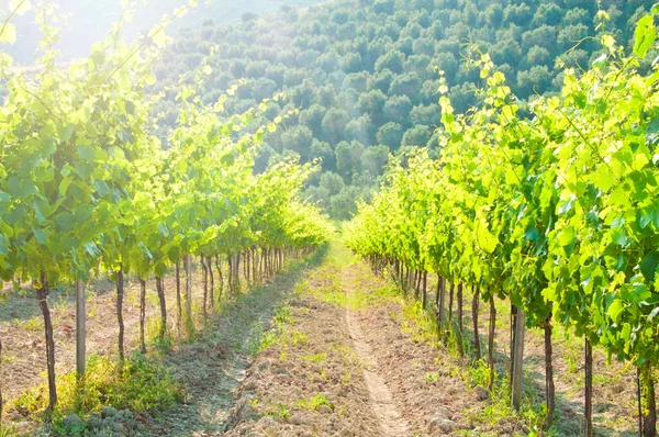 Krásná Vinice Regionu Chianti Itálie — Stock fotografie