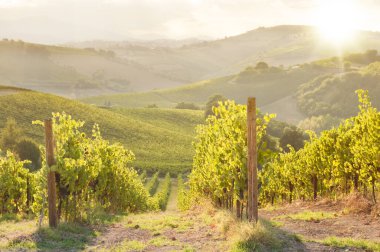 Üzüm bağları manzarası, kırsal alan