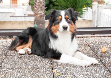 Köpek yerde yatıyor.
