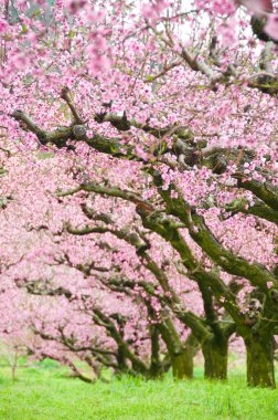beautiful trees in bloom in spring garden