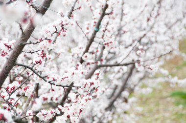Bahar bahçesinde açan güzel ağaçlar