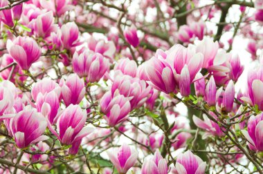 Bahçede pembe manolya çiçekleri