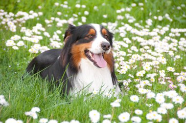 sevimli köpek çim üzerinde yalan