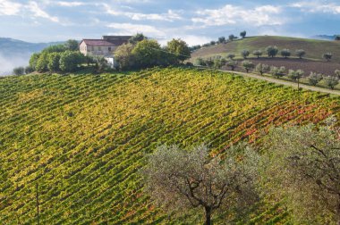 Üzüm bağları manzarası, kırsal alan