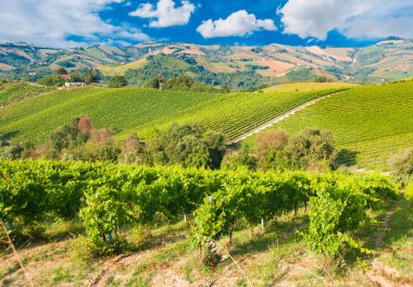 Üzüm bağları manzarası, kırsal alan