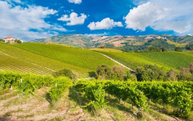 view of vineyards, rural landscape