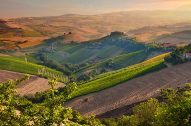 Üzüm bağları manzarası, kırsal alan