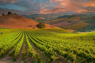 Üzüm bağları manzarası, kırsal alan