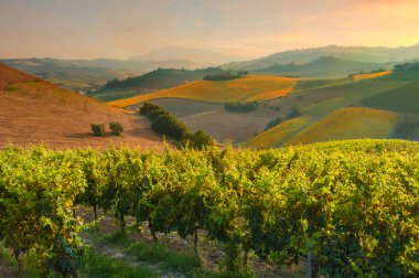 view of vineyards, rural landscape