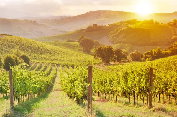 view of vineyards, rural landscape