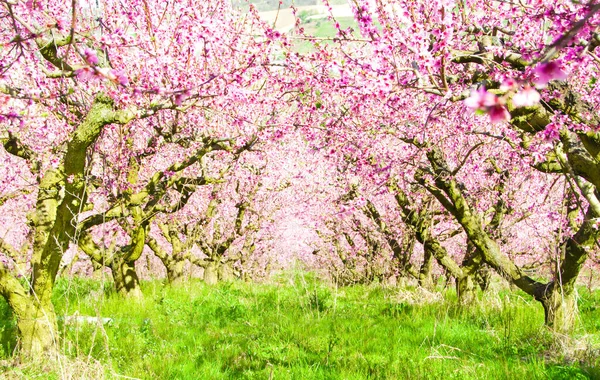 Piękne Drzewa Kwitną Wiosennym Ogrodzie — Zdjęcie stockowe