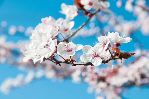 Beautiful Cherry Spring Flowers Blue Sky Background — Stock Photo, Image