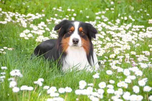 Cute Dog Lying Grass — Stock Photo, Image