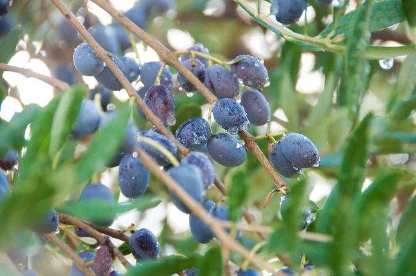 Olivy Větvi — Stock fotografie
